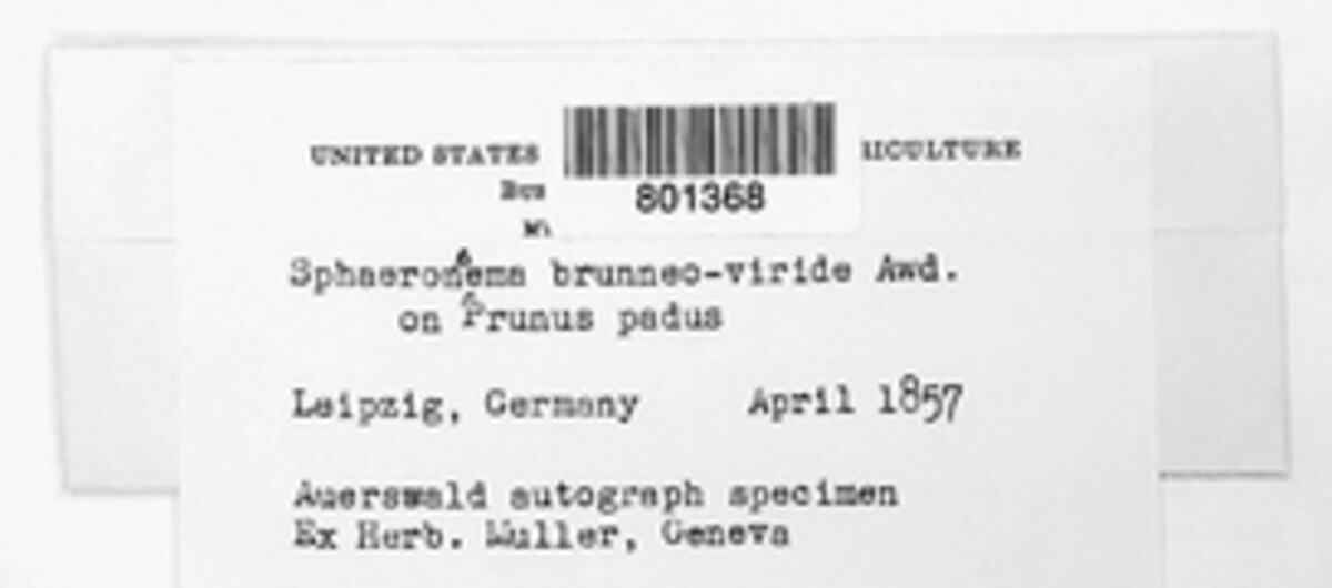 Sphaeronaema brunneoviride image